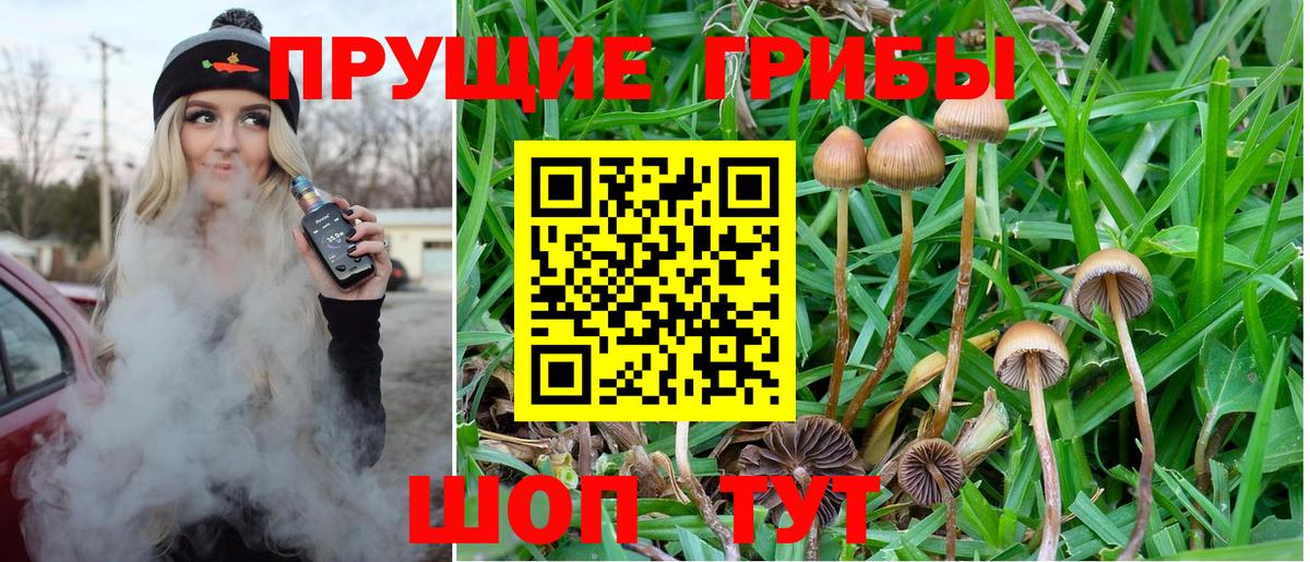 Наро-Фоминск  Псилоцибиновые грибы Psilocybe  Вход с VPN 